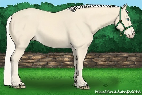 Horse Color:Cremello 