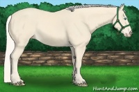 Horse Color:Cremello 