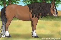 Horse Color:Bay Splash 