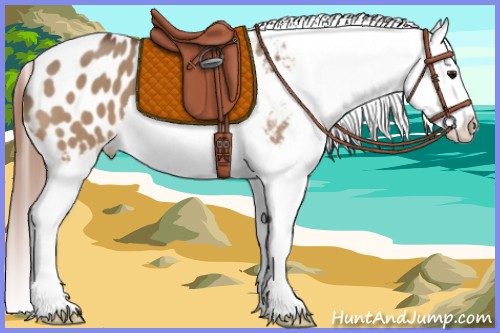 Horse Color:Bay Dun Splash Appaloosa 