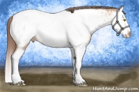 Horse Color:Amber Champagne Splash Appaloosa 