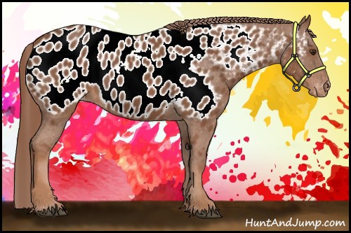 Horse Color:Chestnut Appaloosa 