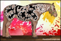 Horse Color:Chestnut Appaloosa 