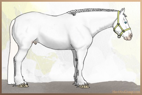 Horse Color:Gold Cream Champagne Pearl Blanket 