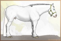 Horse Color:Gold Cream Champagne Pearl Blanket 