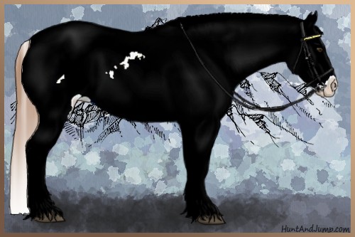 Horse Color:Red Dun Splash Snowcap