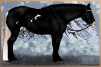 Horse Color:Red Dun Splash Snowcap