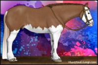 Horse Color:Red Roan Splash