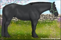 Horse Color:Black 