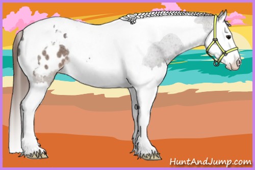 Horse Color:Brown Roan Splash Tobiano Appaloosa 