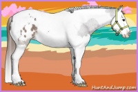 Horse Color:Brown Roan Splash Tobiano Appaloosa 