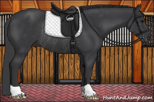 Horse Color:Black Rabicano 