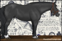 Horse Color:Black Sabino 