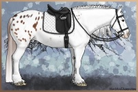 Horse Color:Bay Appaloosa