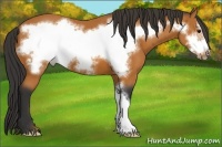 Horse Color:Bay Frame