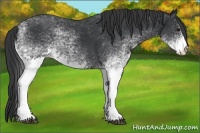 Horse Color:White Spotted Black 