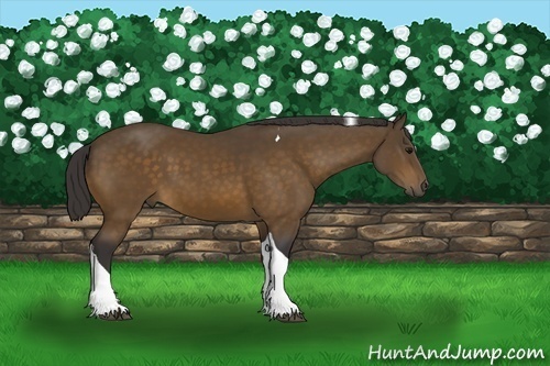 Horse Color:Buckskin Tobiano 