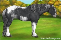 Horse Color:White Spotted Black Splash Tobiano Frame Varnish 