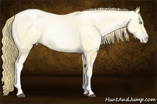 Horse Color:Buckskin Pearl 