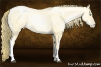 Horse Color:Buckskin Pearl 