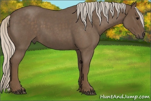 Horse Color:Silver Blue Roan