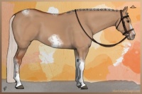 Horse Color:Silver Bay Dun Sabino Tobiano Frame Rabicano