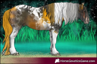 Horse Color:Bay Tobiano 