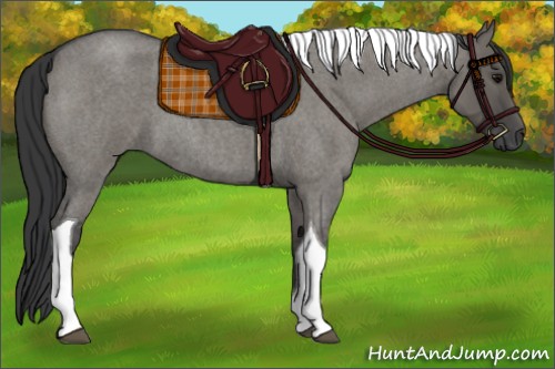 Horse Color:Grullo Roan Tobiano