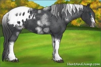 Horse Color:White Spotted Black Splash Tobiano Frame Appaloosa 
