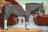 Horse Color:Grullo Tobiano
