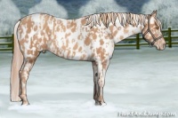 Horse Color:Gold Champagne Appaloosa  and Gold Champagne Appaloosa 