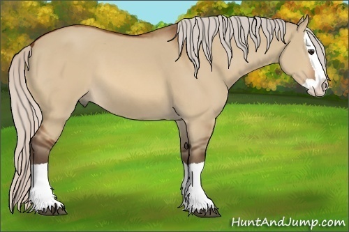 Horse Color:Silver Bay Dun Splash