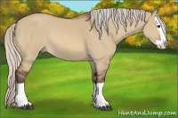 Horse Color:Silver Bay Dun Splash
