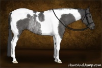 Horse Color:Black Tobiano Rabicano