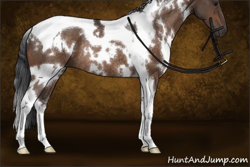 Horse Color:White Spotted Brown Tobiano Rabicano 