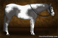 Horse Color:Black Sabino Tobiano Frame Rabicano