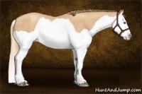 Horse Color:Gold Champagne Splash 