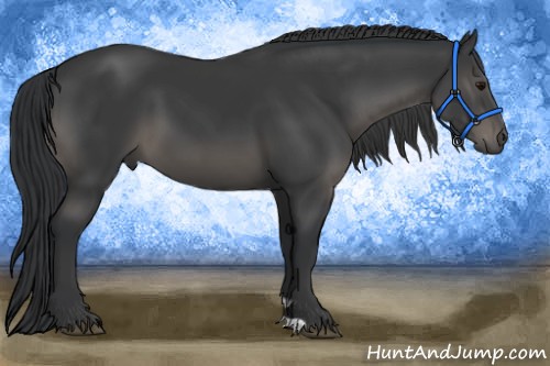 Horse Color:Black 