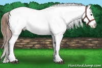 Horse Color:Red Dun Tobiano Appaloosa Rabicano 