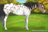 Horse Color:White Spotted Brown Roan Dun Near Leopard