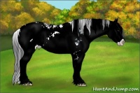 Horse Color:Bay Sabino 
