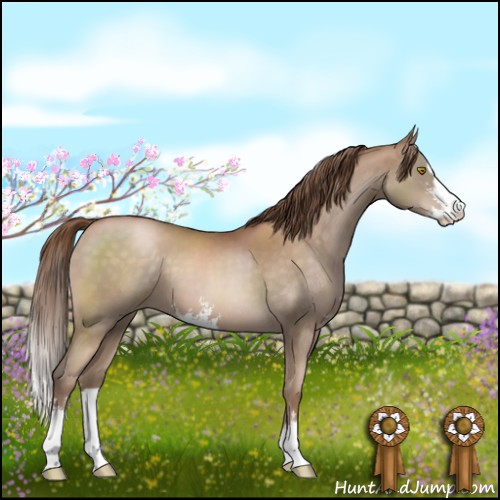 Horse Color:Brown Pearl Sabino