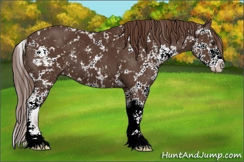 Horse Color:Liver Chestnut Sabino 