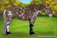 Horse Color:Liver Chestnut Sabino