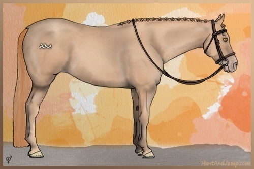 Horse Color:Gold Champagne