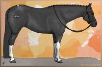 Horse Color:Blue Roan Tobiano