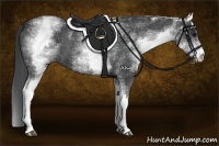 Horse Color:White Spotted Blue Roan 