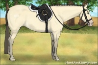 Horse Color:Amber Cream Champagne Dun 