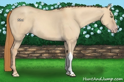 Horse Color:Gold Champagne Dun