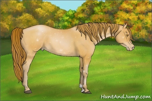 Horse Color:Bay Roan Pearl 